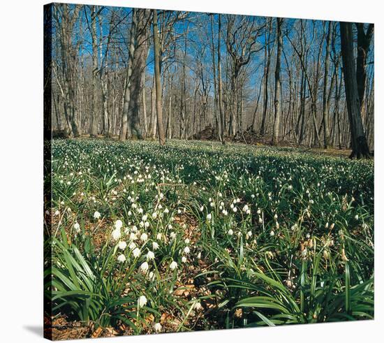 Snowdrops Flowering In Forest-null-Stretched Canvas