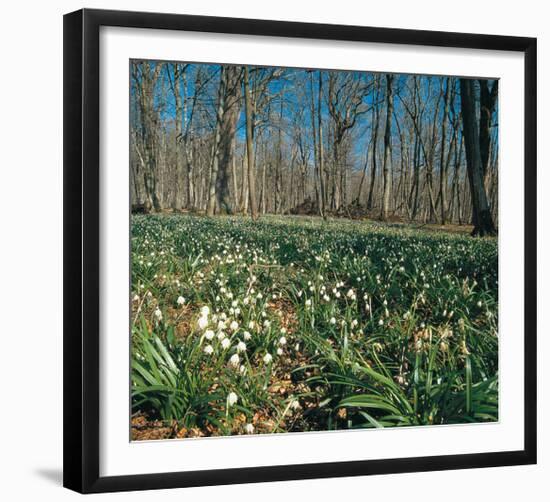 Snowdrops Flowering In Forest-null-Framed Art Print