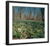 Snowdrops Flowering In Forest-null-Framed Art Print