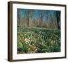 Snowdrops Flowering In Forest-null-Framed Art Print