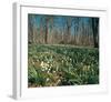 Snowdrops Flowering In Forest-null-Framed Art Print