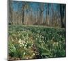 Snowdrops Flowering In Forest-null-Mounted Art Print