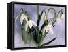 Snowdrops, Galanthus Nivalis, Bielefeld, Germany-Thorsten Milse-Framed Stretched Canvas