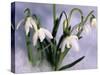 Snowdrops, Galanthus Nivalis, Bielefeld, Germany-Thorsten Milse-Stretched Canvas