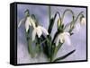 Snowdrops, Galanthus Nivalis, Bielefeld, Germany-Thorsten Milse-Framed Stretched Canvas