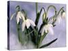 Snowdrops, Galanthus Nivalis, Bielefeld, Germany-Thorsten Milse-Stretched Canvas