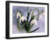 Snowdrops, Galanthus Nivalis, Bielefeld, Germany-Thorsten Milse-Framed Photographic Print