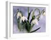 Snowdrops, Galanthus Nivalis, Bielefeld, Germany-Thorsten Milse-Framed Photographic Print