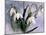 Snowdrops, Galanthus Nivalis, Bielefeld, Germany-Thorsten Milse-Mounted Photographic Print