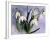 Snowdrops, Galanthus Nivalis, Bielefeld, Germany-Thorsten Milse-Framed Photographic Print