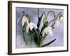 Snowdrops, Galanthus Nivalis, Bielefeld, Germany-Thorsten Milse-Framed Photographic Print