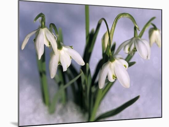 Snowdrops, Galanthus Nivalis, Bielefeld, Germany-Thorsten Milse-Mounted Photographic Print