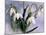 Snowdrops, Galanthus Nivalis, Bielefeld, Germany-Thorsten Milse-Mounted Photographic Print