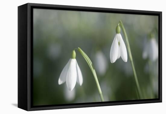 Snowdrops Growing Wild in Woodland-null-Framed Stretched Canvas