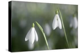 Snowdrops Growing Wild in Woodland-null-Stretched Canvas
