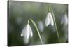 Snowdrops Growing Wild in Woodland-null-Stretched Canvas