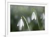 Snowdrops Growing Wild in Woodland-null-Framed Photographic Print