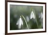 Snowdrops Growing Wild in Woodland-null-Framed Photographic Print