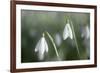 Snowdrops Growing Wild in Woodland-null-Framed Photographic Print