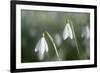 Snowdrops Growing Wild in Woodland-null-Framed Photographic Print