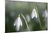 Snowdrops Growing Wild in Woodland-null-Mounted Photographic Print