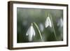 Snowdrops Growing Wild in Woodland-null-Framed Photographic Print