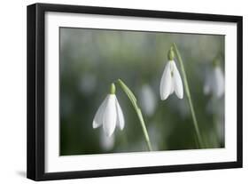 Snowdrops Growing Wild in Woodland-null-Framed Photographic Print