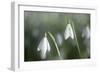 Snowdrops Growing Wild in Woodland-null-Framed Photographic Print