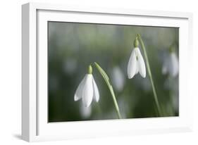 Snowdrops Growing Wild in Woodland-null-Framed Photographic Print
