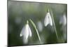 Snowdrops Growing Wild in Woodland-null-Mounted Photographic Print