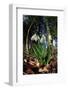 Snowdrops in flower in deciduous woodland, Scotland-Laurie Campbell-Framed Photographic Print