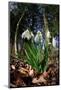 Snowdrops in flower in deciduous woodland, Scotland-Laurie Campbell-Mounted Photographic Print