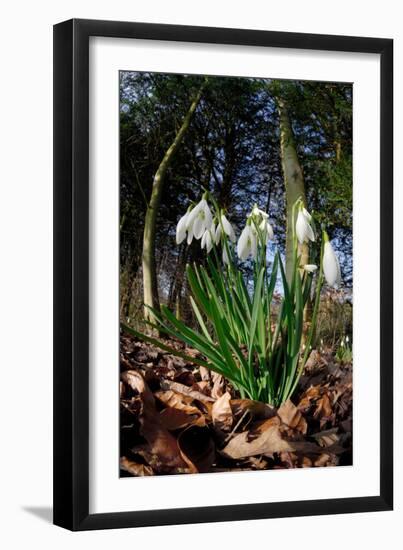 Snowdrops in flower in deciduous woodland, Scotland-Laurie Campbell-Framed Premium Photographic Print