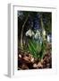 Snowdrops in flower in deciduous woodland, Scotland-Laurie Campbell-Framed Premium Photographic Print