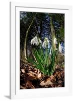 Snowdrops in flower in deciduous woodland, Scotland-Laurie Campbell-Framed Photographic Print