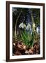 Snowdrops in flower in deciduous woodland, Scotland-Laurie Campbell-Framed Photographic Print