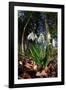 Snowdrops in flower in deciduous woodland, Scotland-Laurie Campbell-Framed Photographic Print