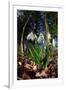 Snowdrops in flower in deciduous woodland, Scotland-Laurie Campbell-Framed Photographic Print