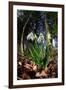 Snowdrops in flower in deciduous woodland, Scotland-Laurie Campbell-Framed Photographic Print