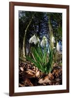 Snowdrops in flower in deciduous woodland, Scotland-Laurie Campbell-Framed Photographic Print