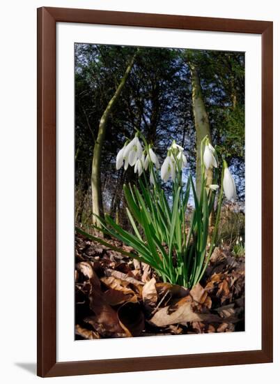 Snowdrops in flower in deciduous woodland, Scotland-Laurie Campbell-Framed Photographic Print