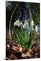 Snowdrops in flower in deciduous woodland, Scotland-Laurie Campbell-Mounted Photographic Print