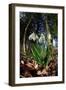 Snowdrops in flower in deciduous woodland, Scotland-Laurie Campbell-Framed Photographic Print