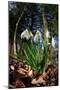 Snowdrops in flower in deciduous woodland, Scotland-Laurie Campbell-Mounted Photographic Print