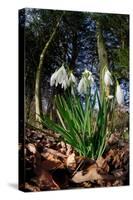 Snowdrops in flower in deciduous woodland, Scotland-Laurie Campbell-Stretched Canvas