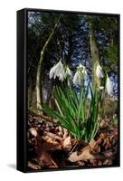 Snowdrops in flower in deciduous woodland, Scotland-Laurie Campbell-Framed Stretched Canvas