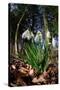 Snowdrops in flower in deciduous woodland, Scotland-Laurie Campbell-Stretched Canvas