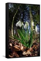 Snowdrops in flower in deciduous woodland, Scotland-Laurie Campbell-Framed Stretched Canvas