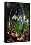 Snowdrops in flower in deciduous woodland, Scotland-Laurie Campbell-Framed Stretched Canvas