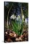 Snowdrops in flower in deciduous woodland, Scotland-Laurie Campbell-Stretched Canvas